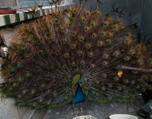 低碳環保友情漆 孔雀開屏來點贊